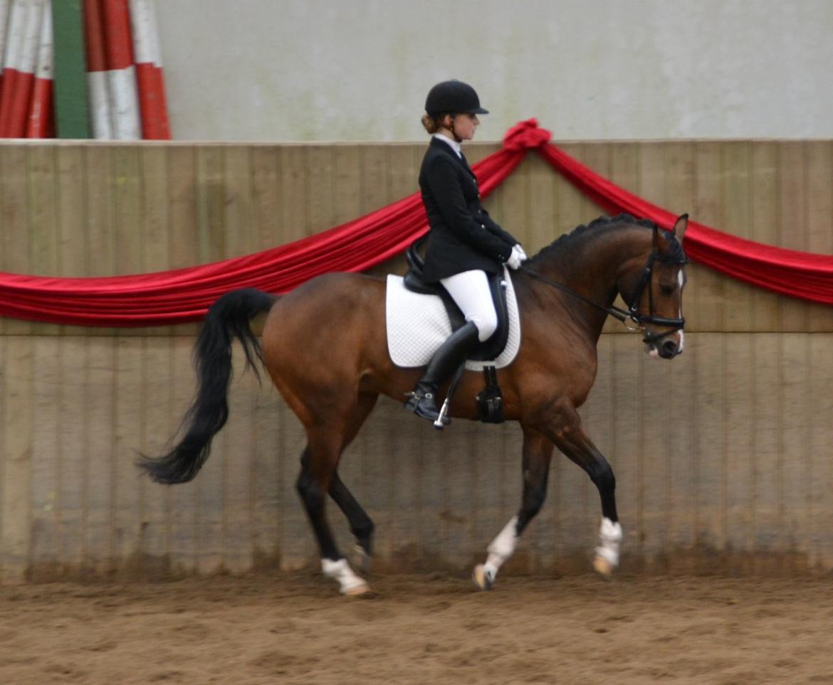 DSP Toftegårdens Alcazar B-pony billede 10