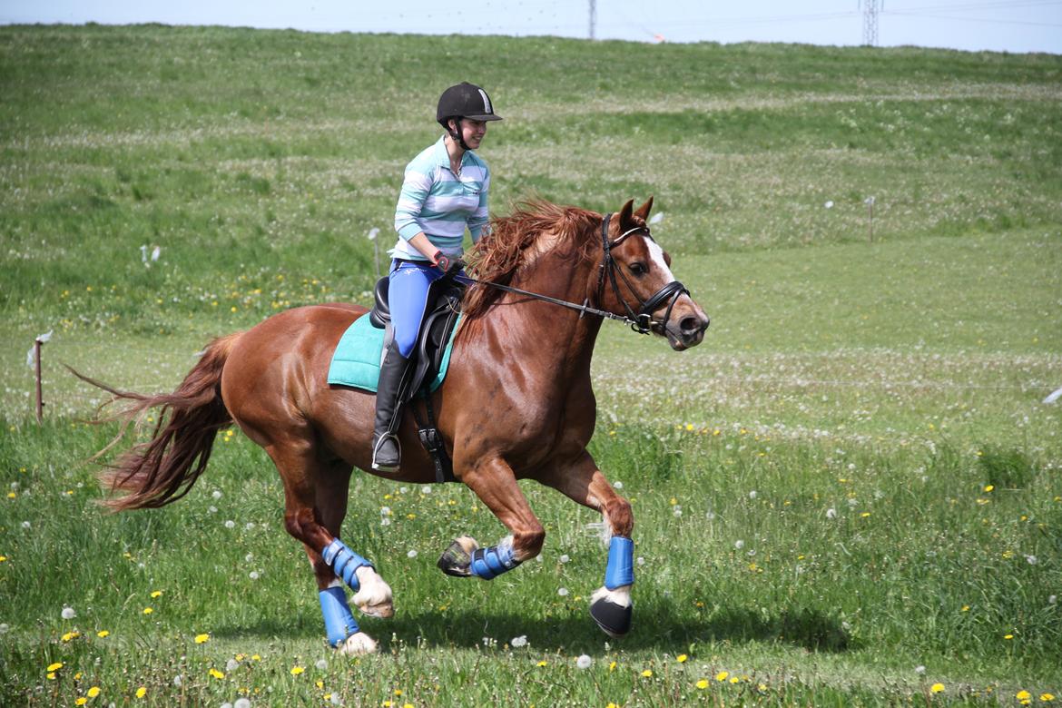 Welsh Cob (sec D) Valhallas Lord Matrafal - Matti og mig i frisk galop maj 2013 billede 24