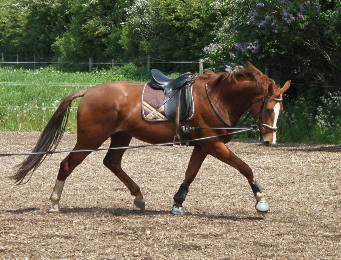 Dansk Varmblod Alby's Leonardo Da Vinci billede 2