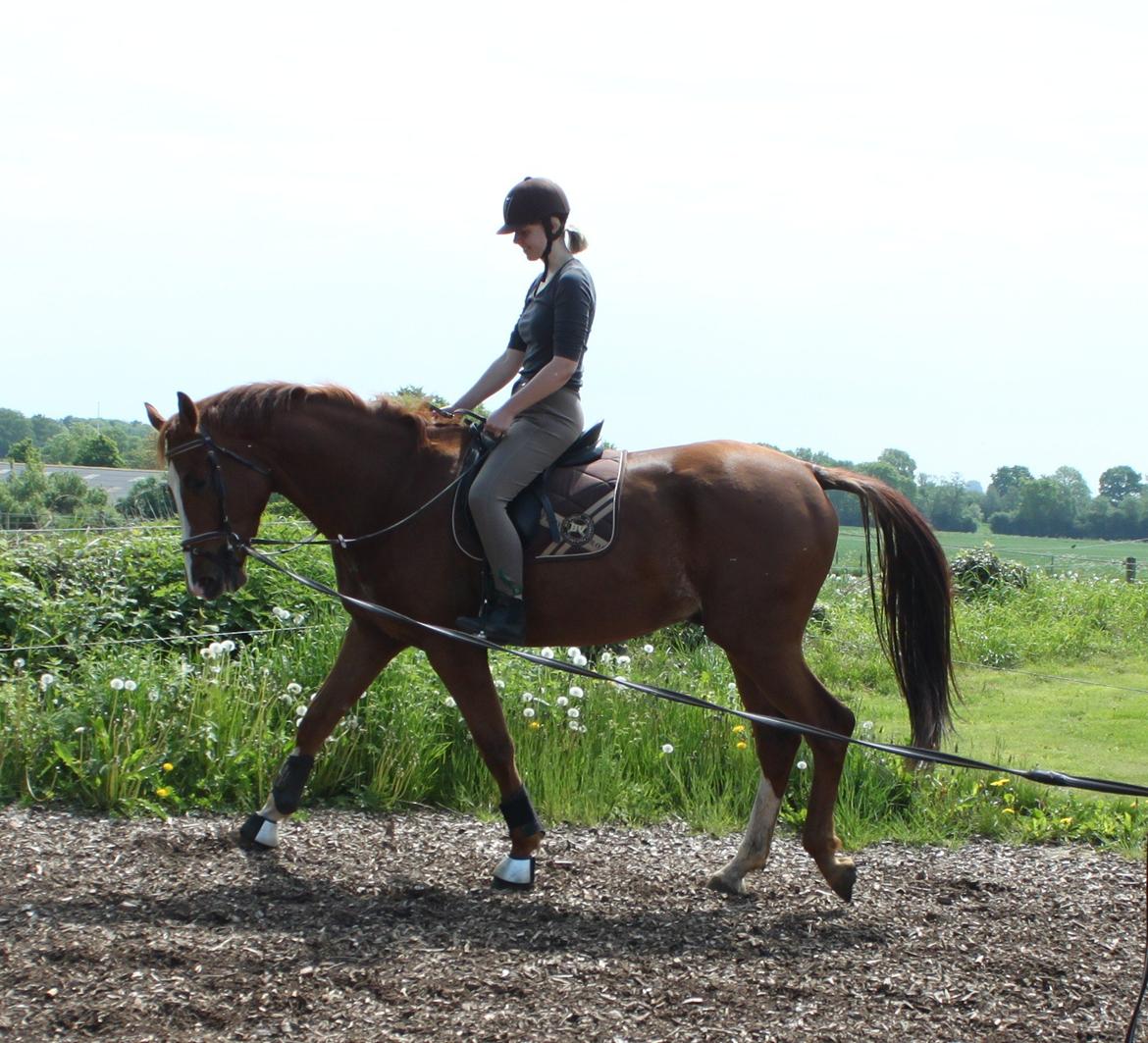 Dansk Varmblod Alby's Leonardo Da Vinci billede 8