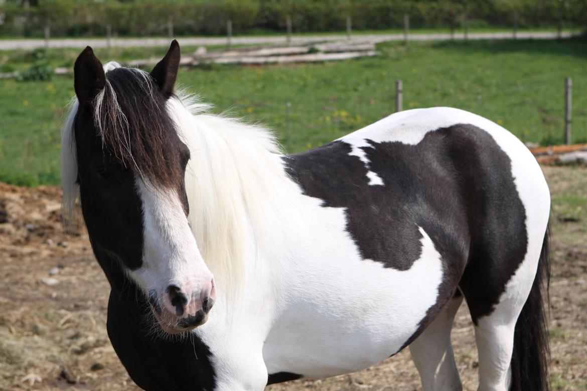 Pinto India - Smukke plethest :-) billede 2