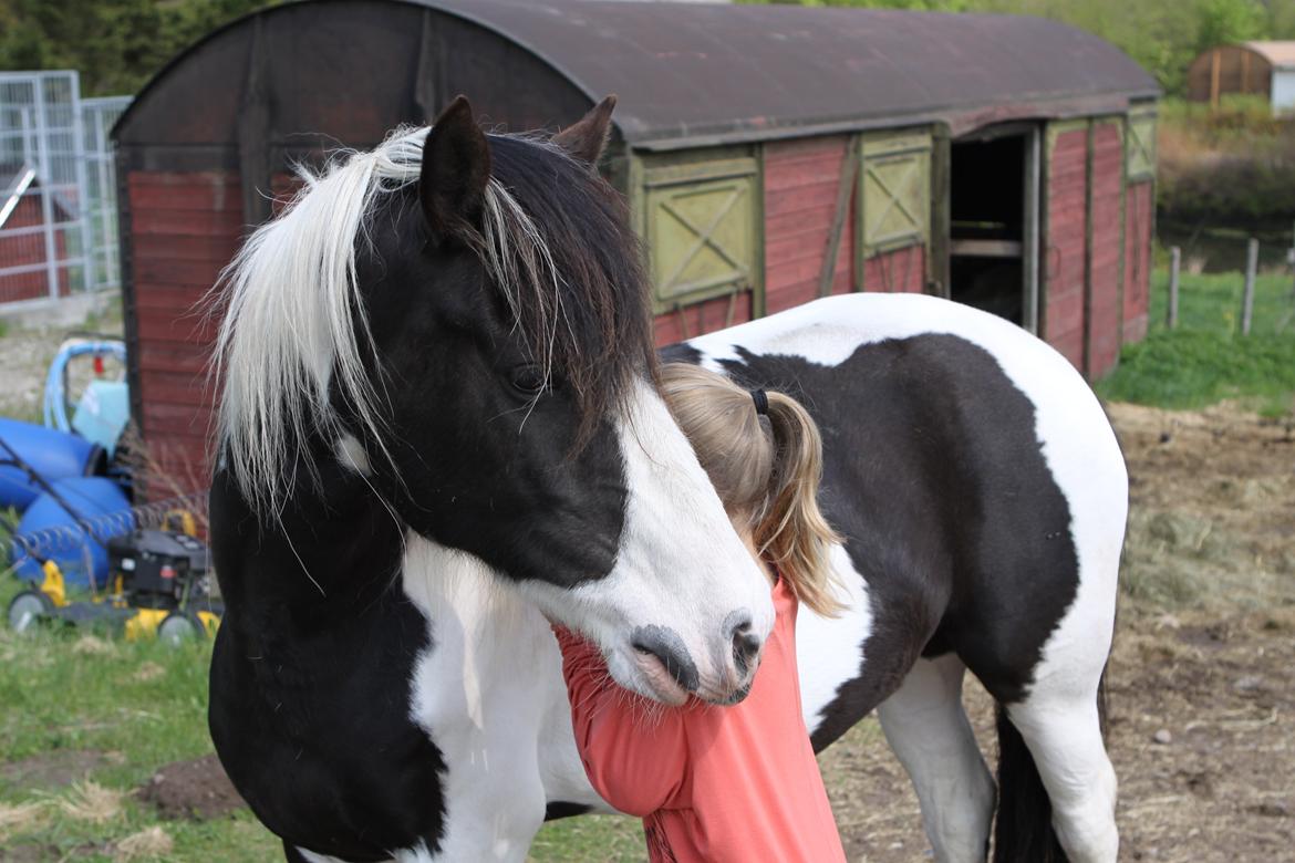 Pinto India billede 3