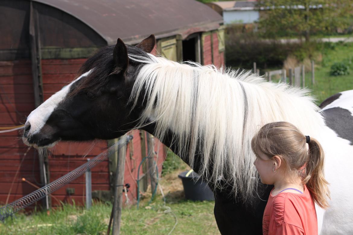 Pinto India billede 4