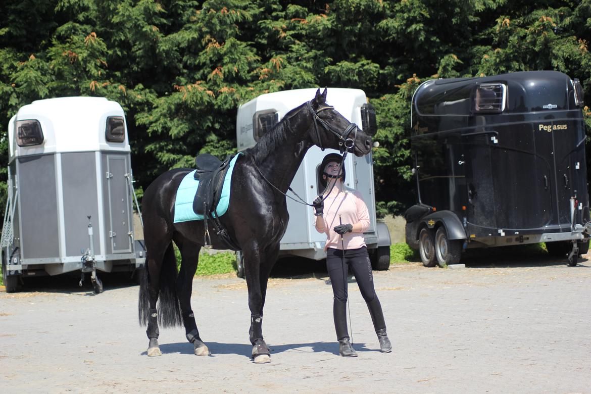 Dansk Varmblod Hefaistos - juni 2013 billede 9