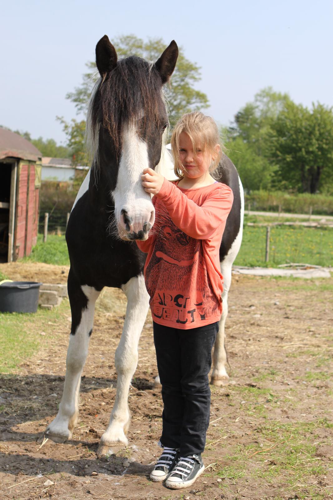 Pinto India - Da vi hentede Indi :-) billede 1