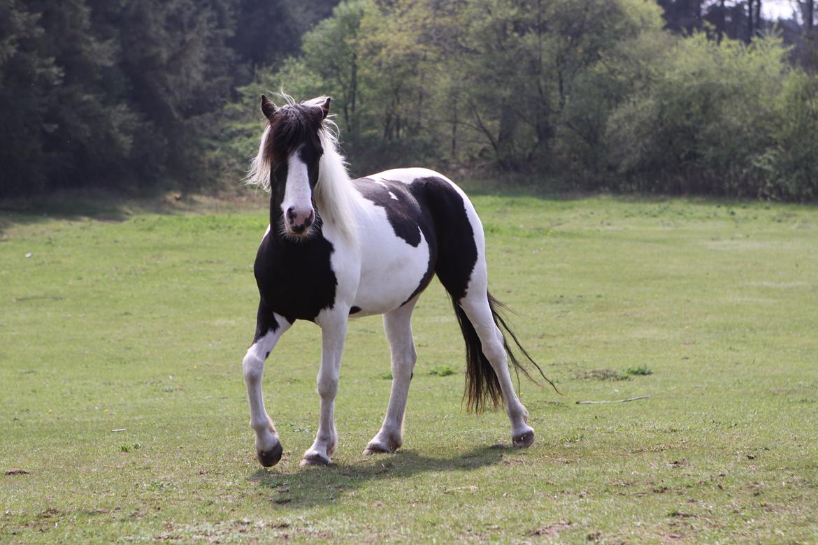 Pinto India billede 5