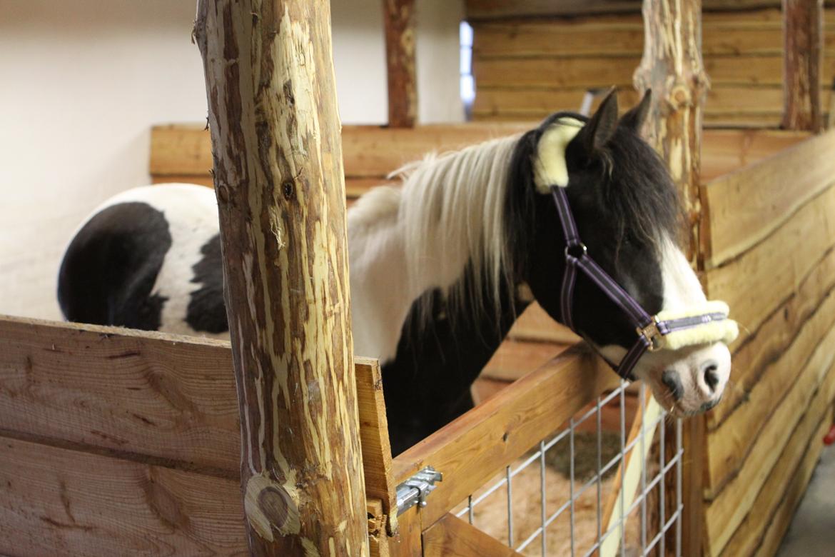 Pinto India billede 6