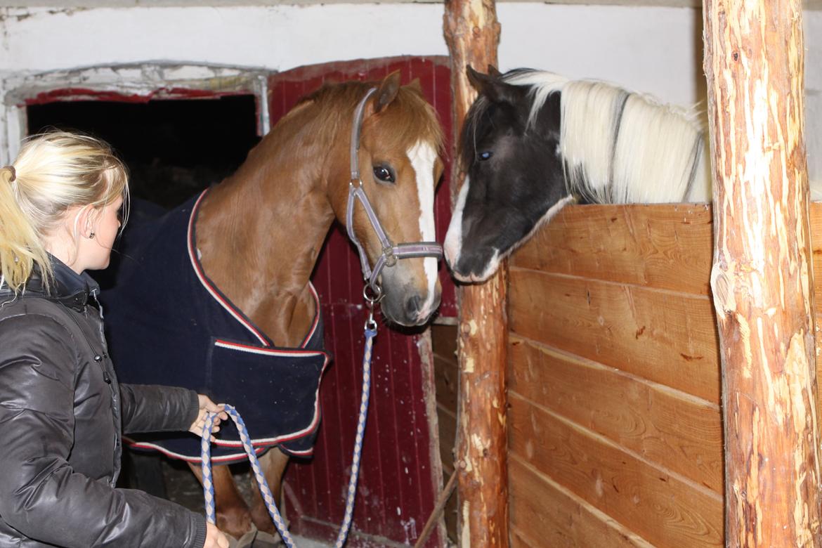 Pinto India billede 7