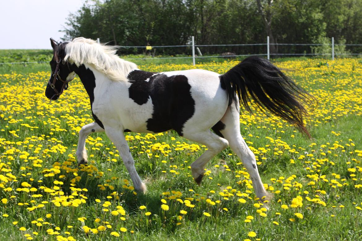 Pinto India billede 8