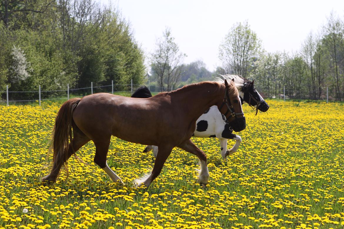 Pinto India billede 9