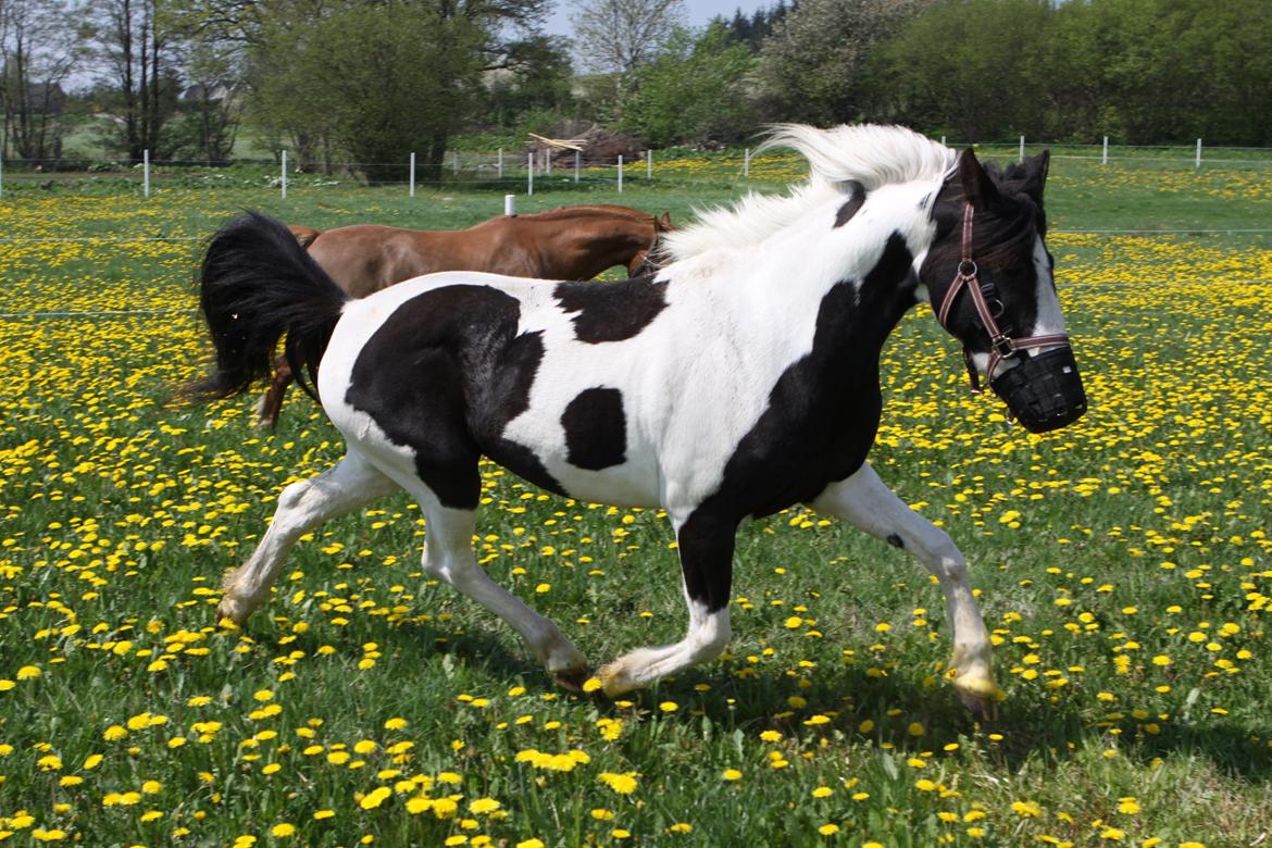 Pinto India billede 10