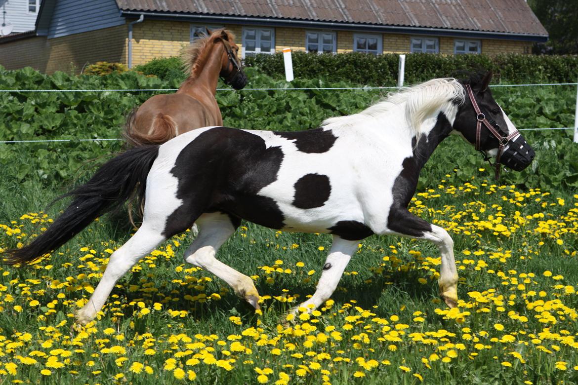 Pinto India billede 11