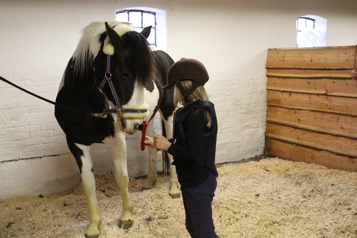 Pinto India billede 12