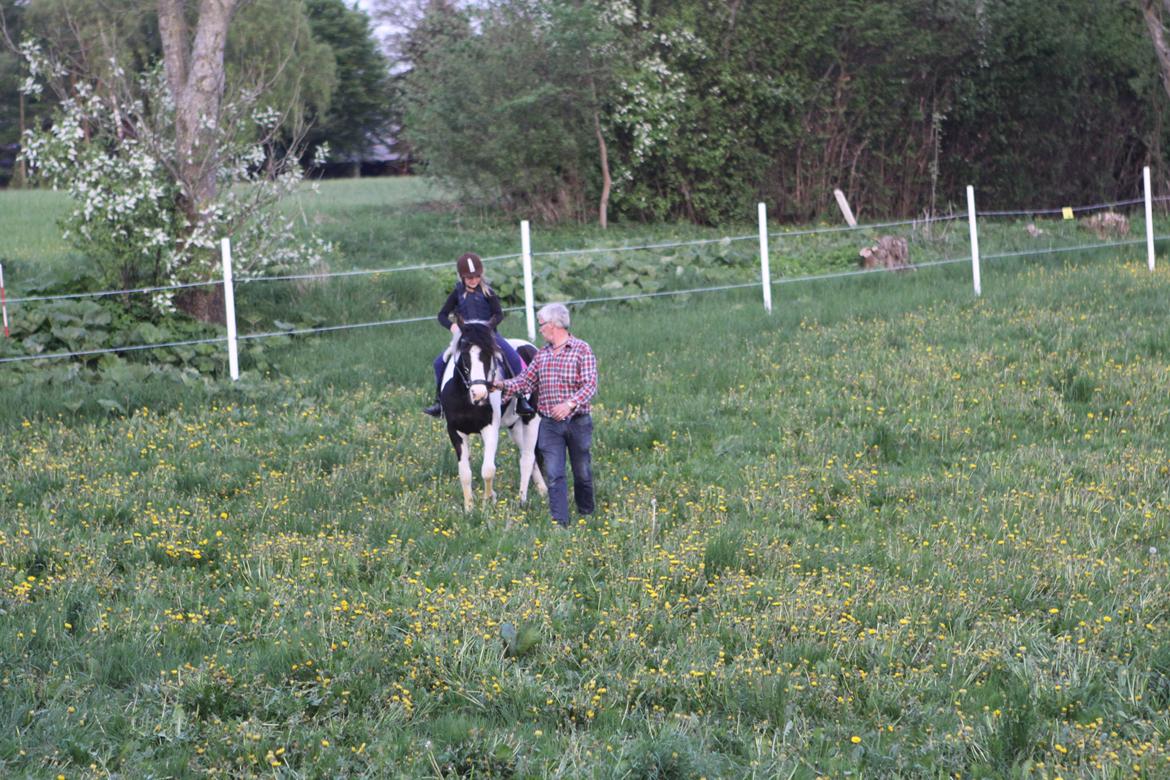 Pinto India billede 13