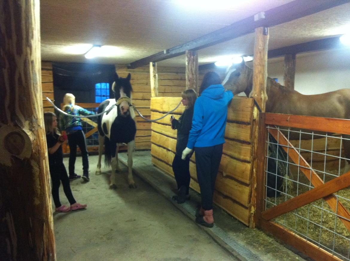 Pinto India billede 14