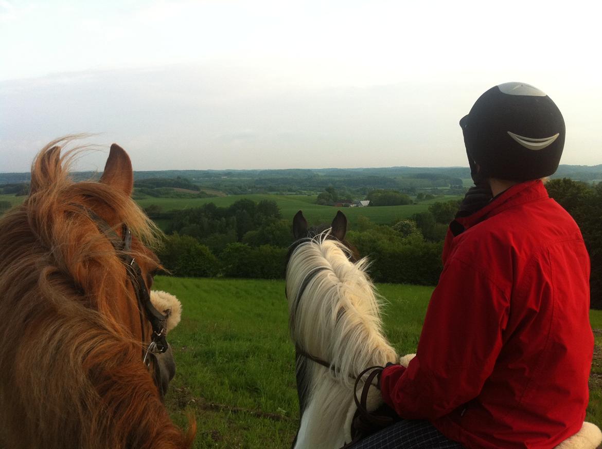 Pinto India - På toppen af Dyred Banke i Tommerup, så smukt! :-) billede 15