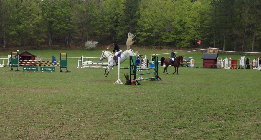 Hollandsk Varmblod TILBURY billede 8