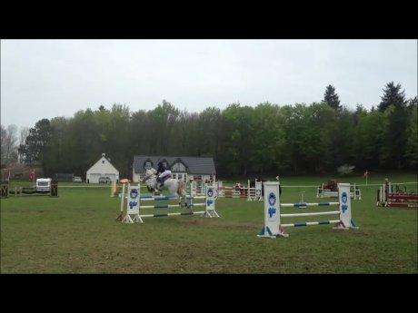 Hollandsk Varmblod TILBURY billede 9