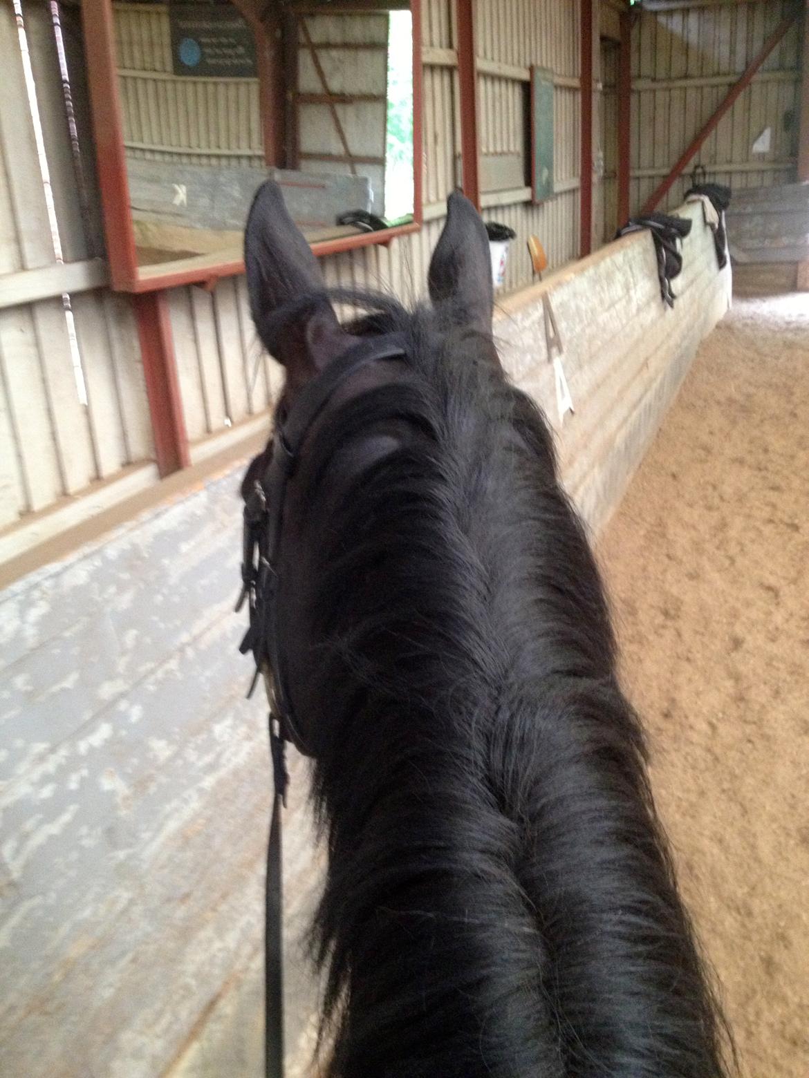 Trakehner Lancelot - Sådan ser det ud på toppen af verdens dejligste hest - altid ørerne fremme! :-) billede 19