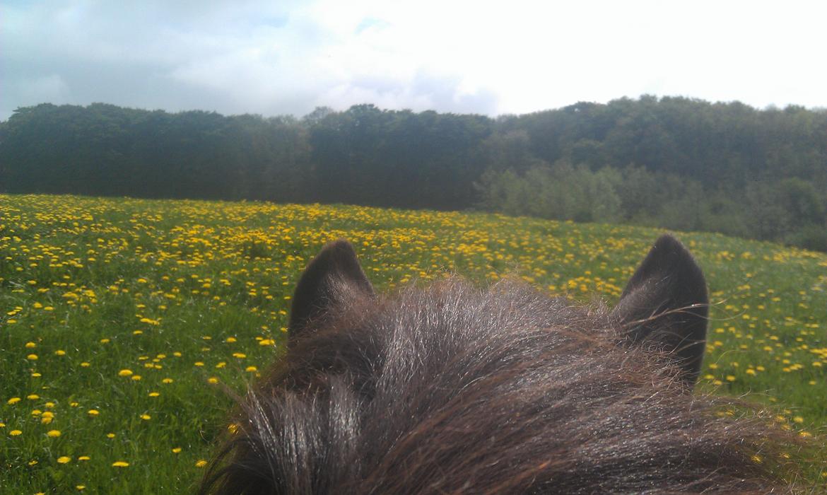 Islænder Dimma fra Kringlan billede 13