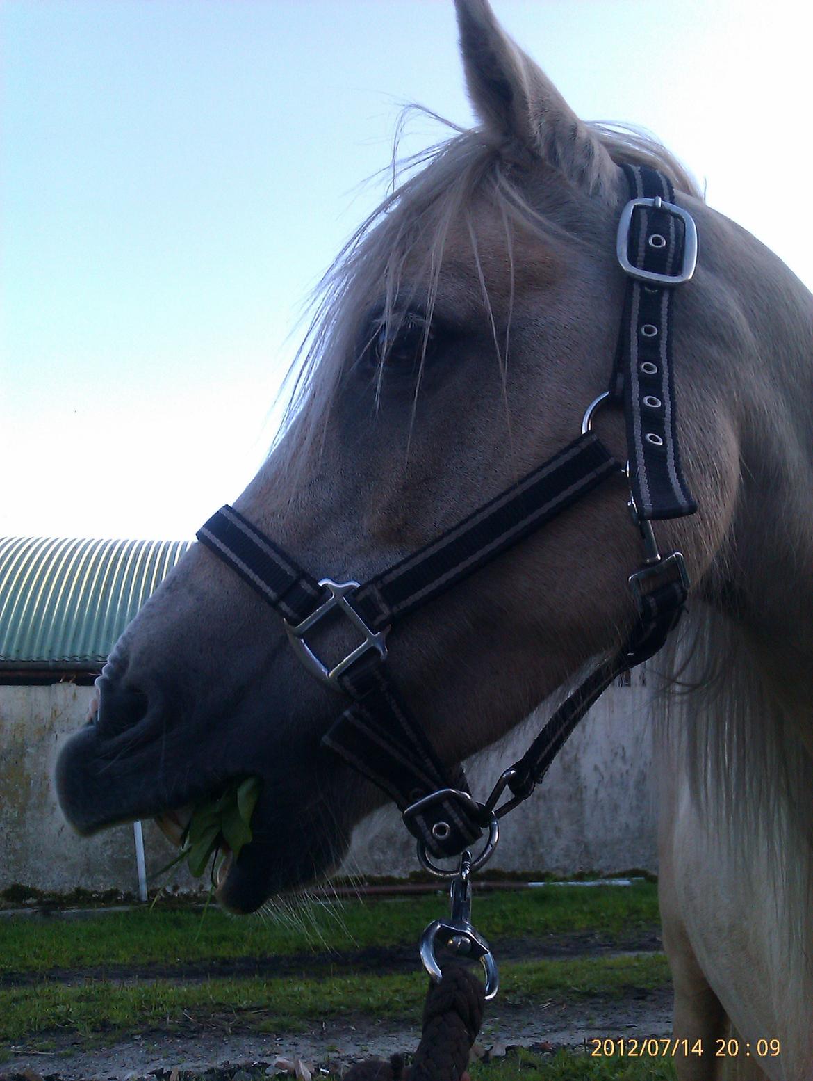 Welsh Partbred (Sec F) Amigo Tusindfryd "Fryd" - uhhhh, græs billede 15