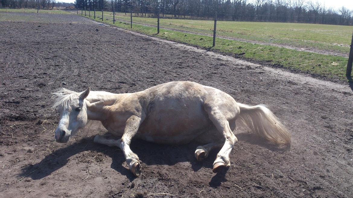 Welsh Partbred (Sec F) Amigo Tusindfryd "Fryd" - med føllemave hvordan kommer man op igen? billede 17