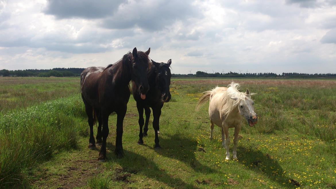 Welsh Partbred (Sec F) Amigo Tusindfryd "Fryd" - Jaaa,  billede 18