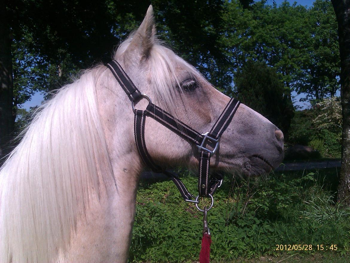 Welsh Partbred (Sec F) Amigo Tusindfryd "Fryd" billede 2