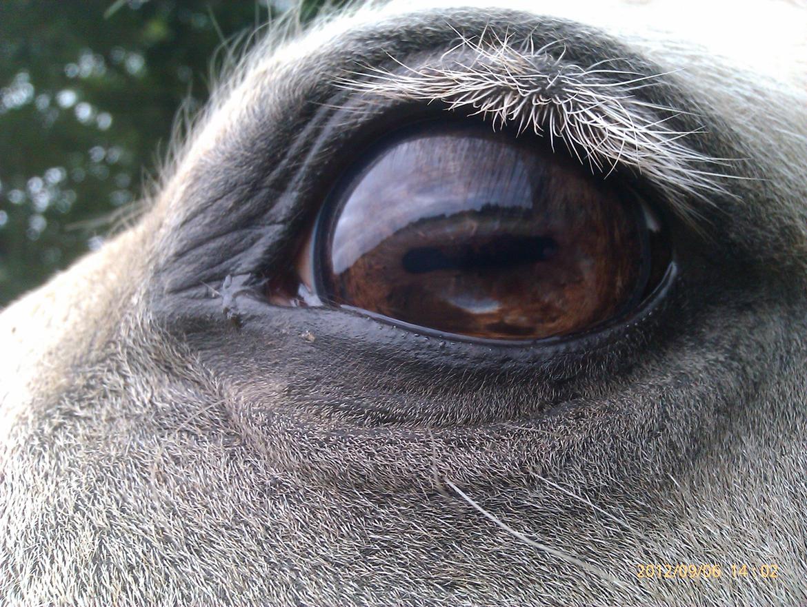 Welsh Partbred (Sec F) Amigo Tusindfryd "Fryd" - lidt blå pigment billede 19