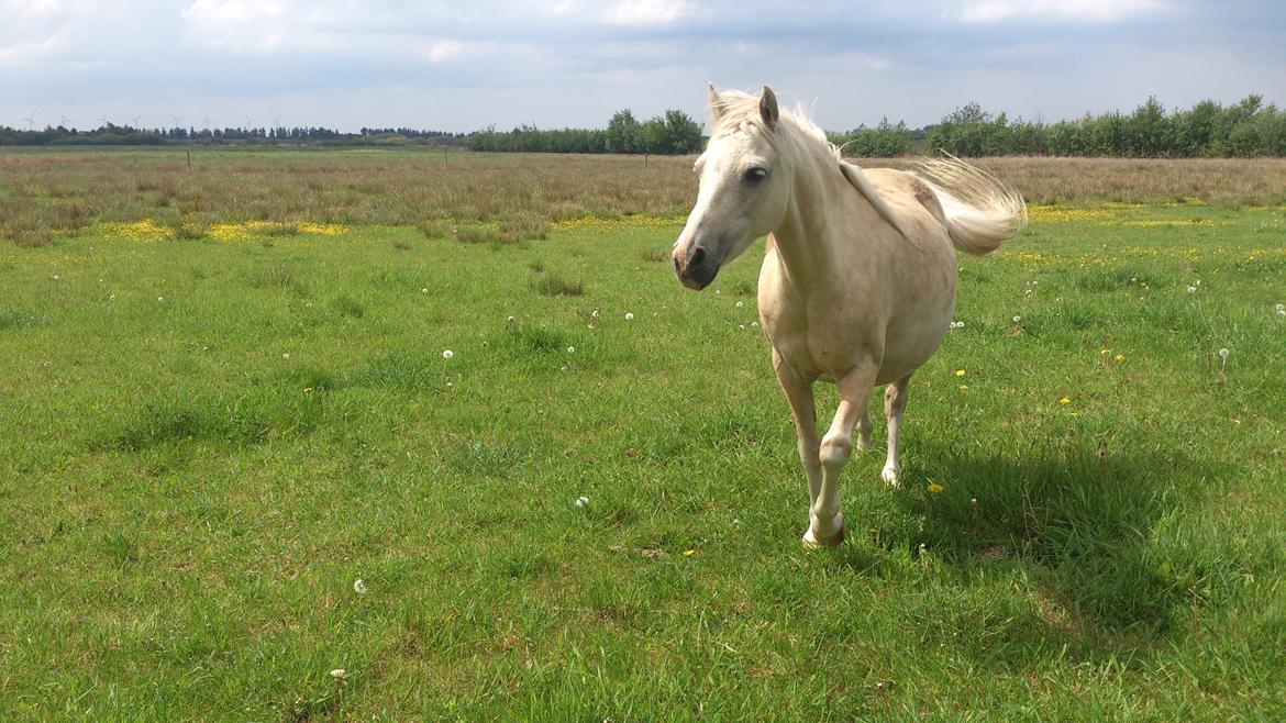 Welsh Partbred (Sec F) Amigo Tusindfryd "Fryd" - Min dejlige pige. kommer altid når man går ud på folden billede 20