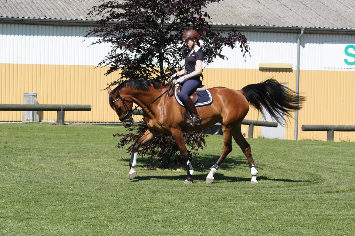 Dansk Varmblod Mulan *Lille Pigen* billede 12