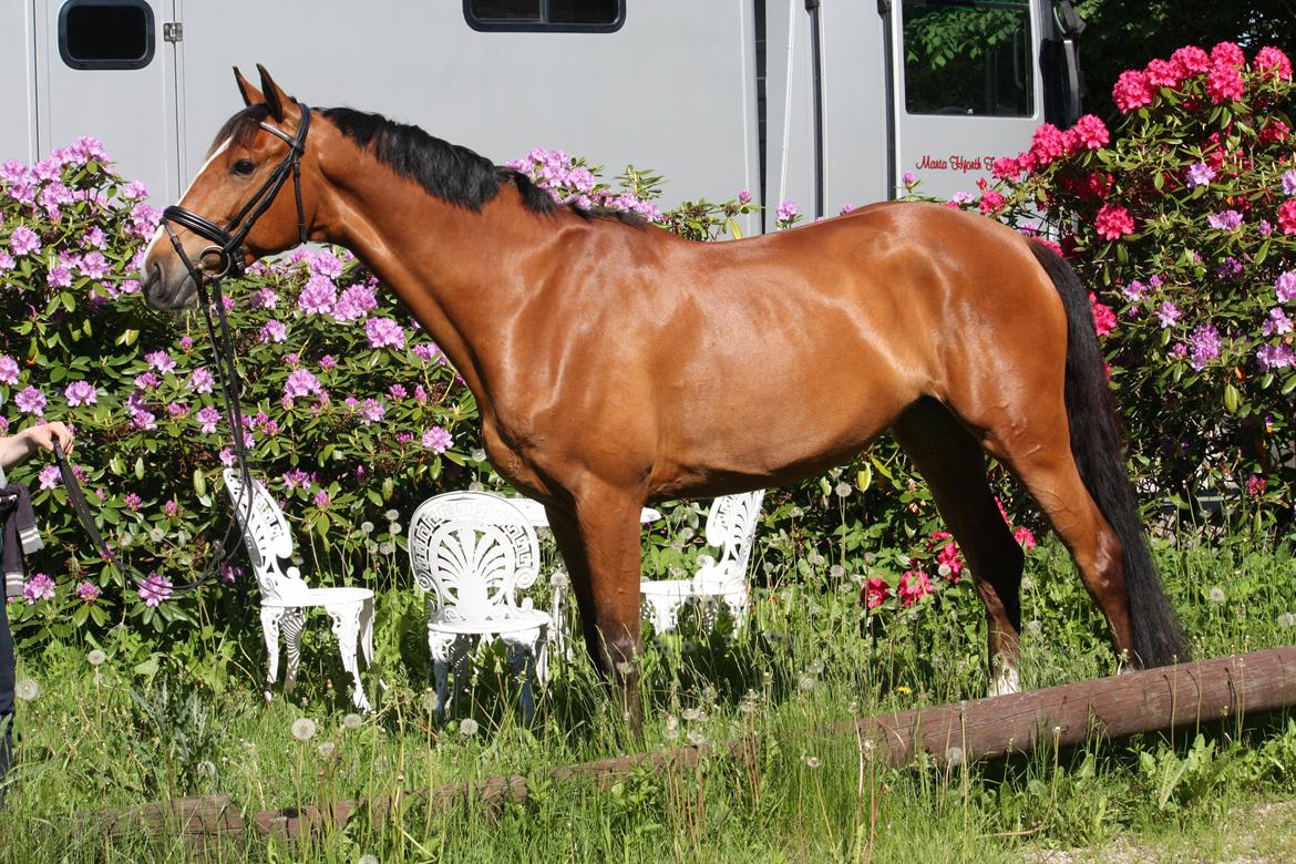 Dansk Varmblod Mulan *Lille Pigen* billede 10