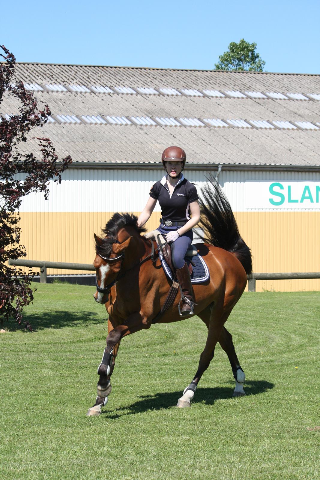 Dansk Varmblod Mulan *Lille Pigen* billede 14