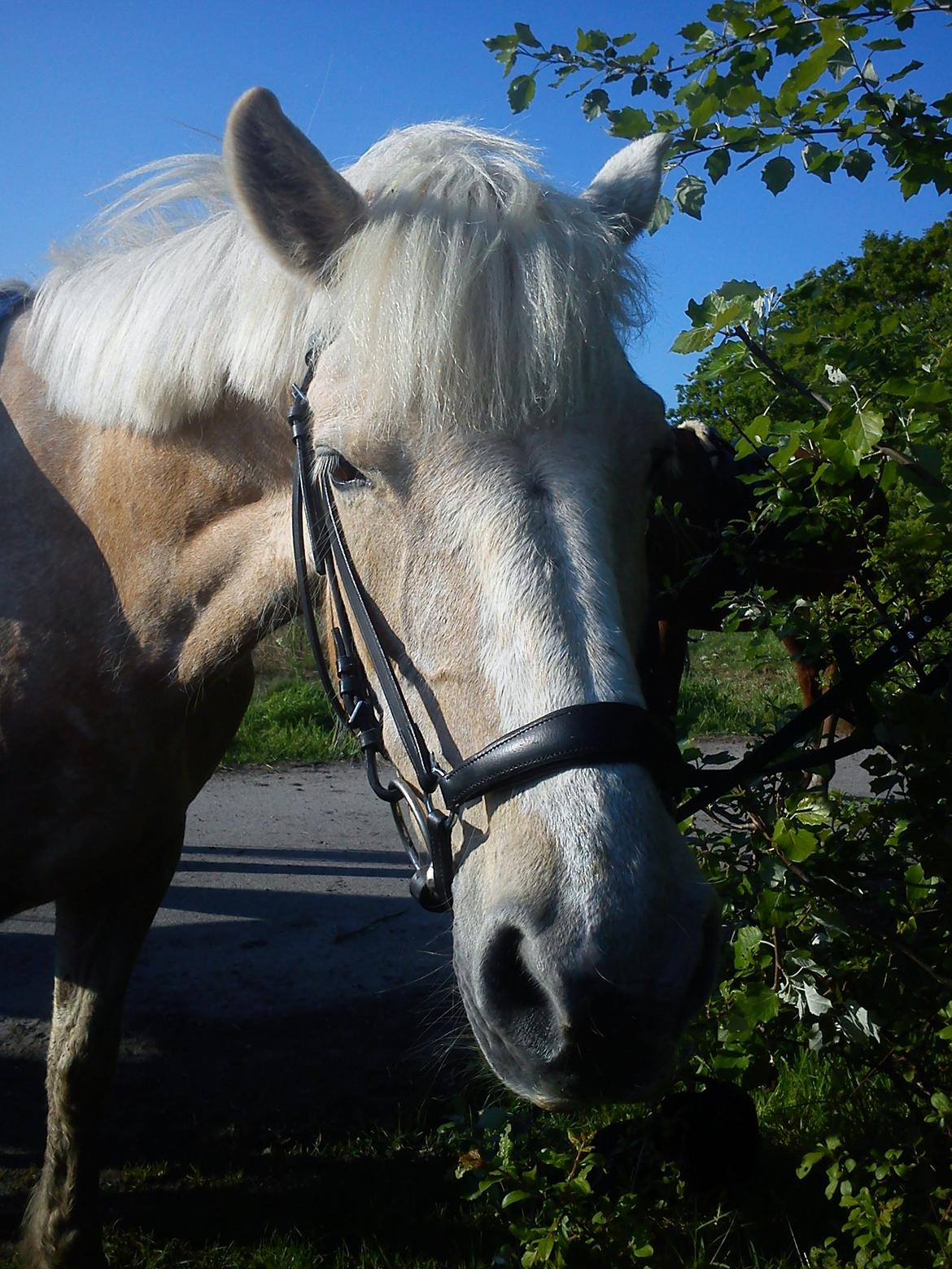 Palomino Sun shin - Min lille prinssese, 
Elsker dig <3 billede 1