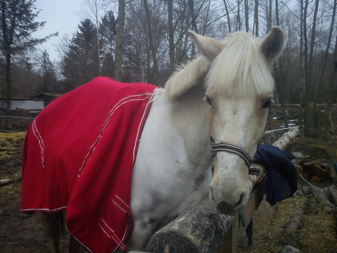 Palomino Sun shin billede 2