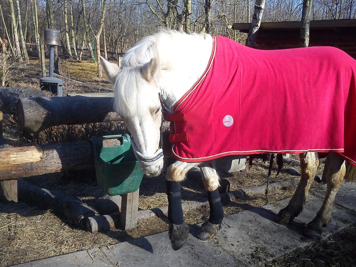 Palomino Sun shin billede 3