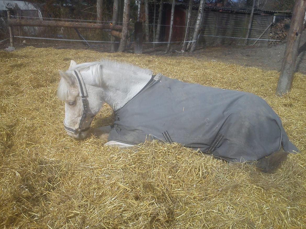 Palomino Sun shin billede 4