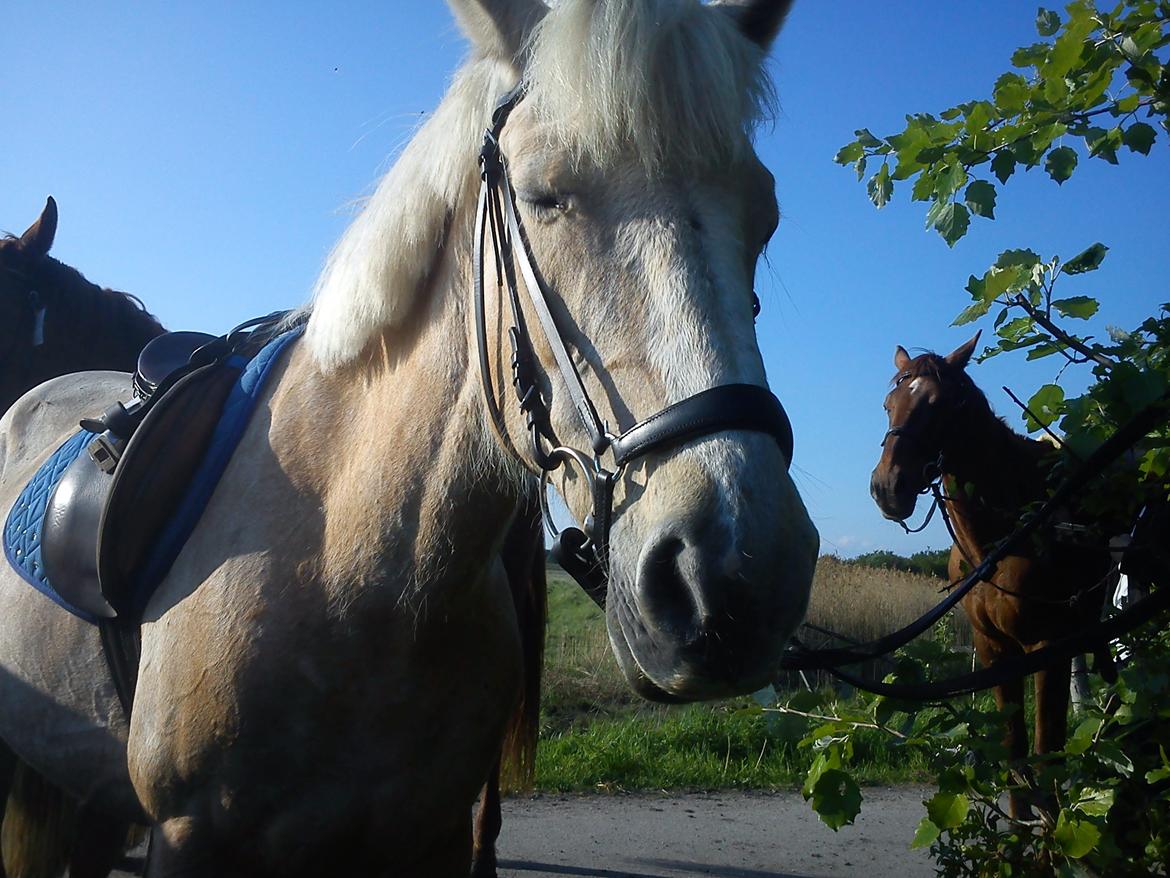 Palomino Sun shin billede 5