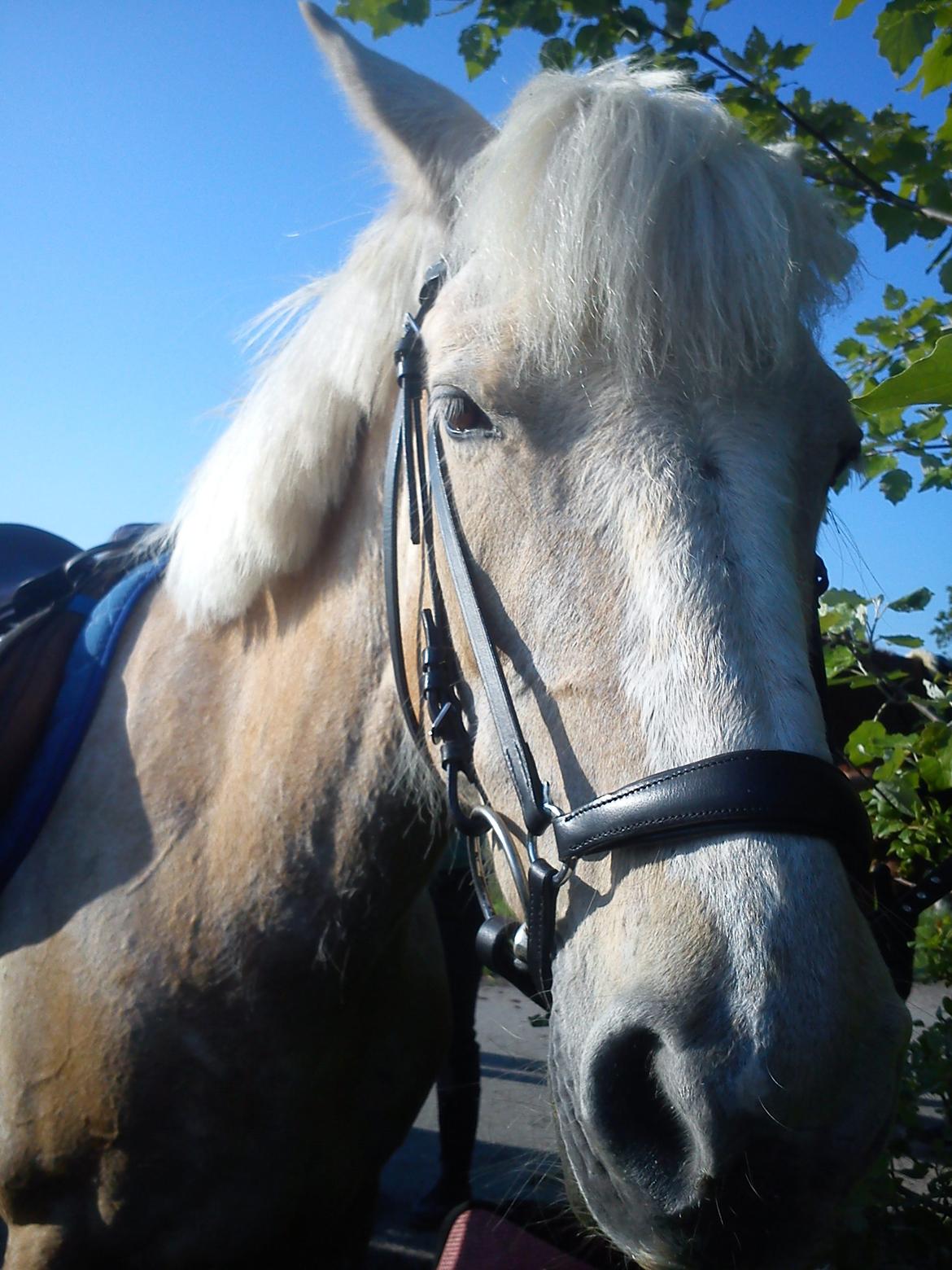 Palomino Sun shin billede 6