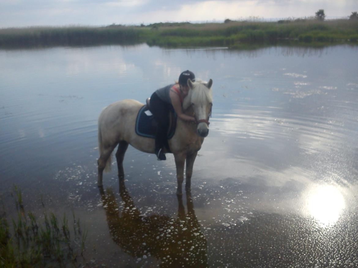 Palomino Sun shin billede 7