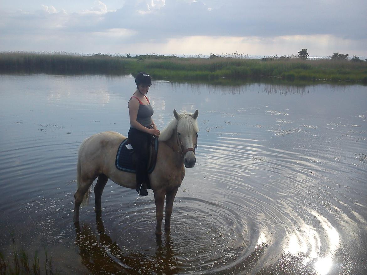 Palomino Sun shin billede 8