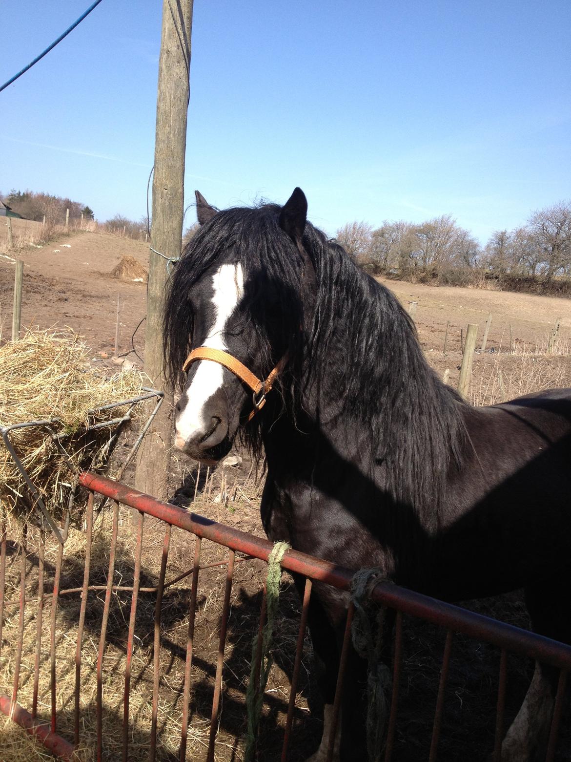 Welsh Pony af Cob-type (sec C) LlANFIHANGEL HEDD-WYN.  R.I.P 2016 billede 3