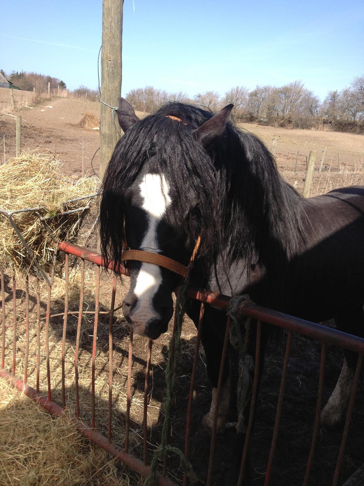 Welsh Pony af Cob-type (sec C) LlANFIHANGEL HEDD-WYN.  R.I.P 2016 billede 4