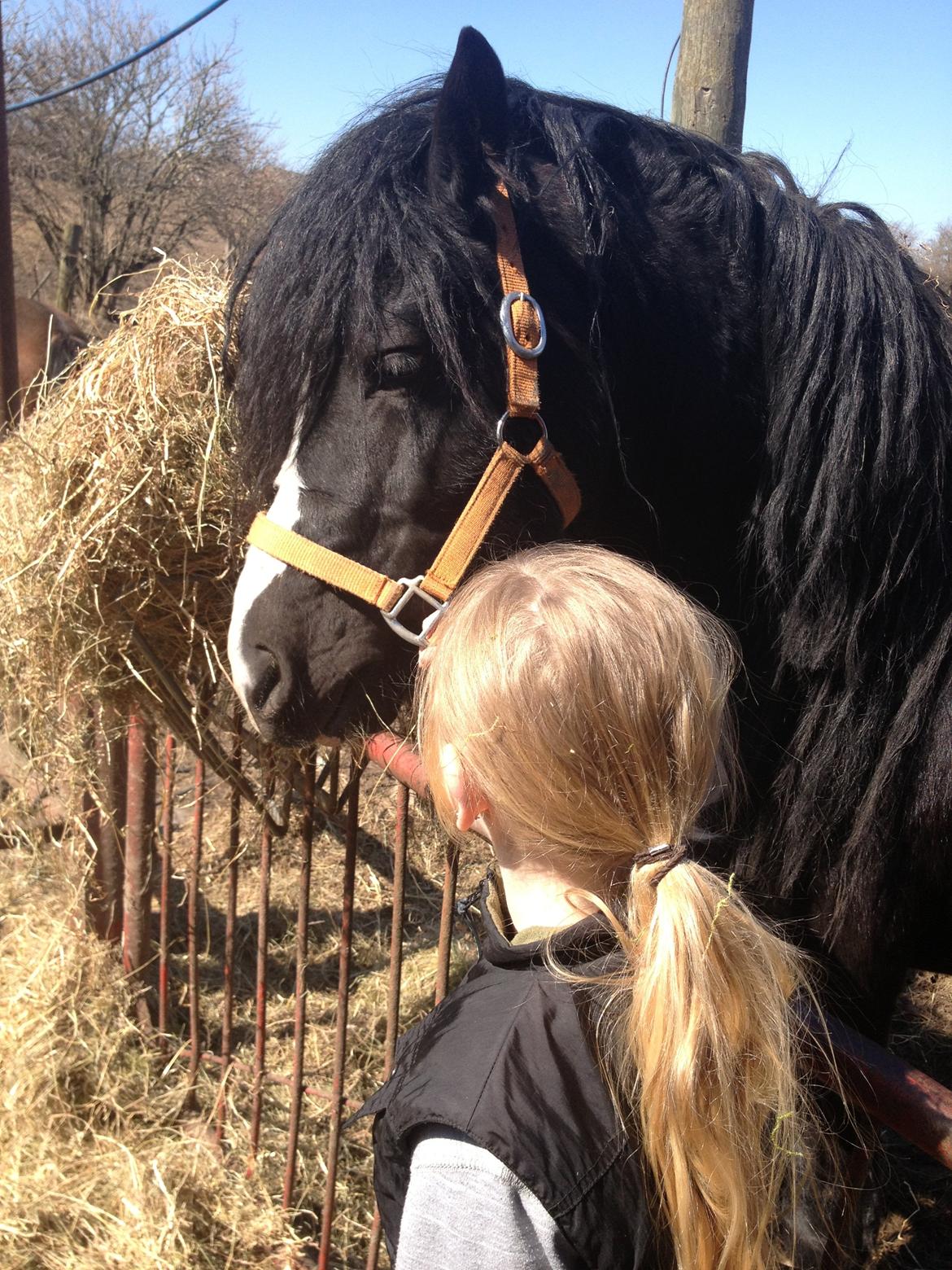 Welsh Pony af Cob-type (sec C) LlANFIHANGEL HEDD-WYN.  R.I.P 2016 billede 5