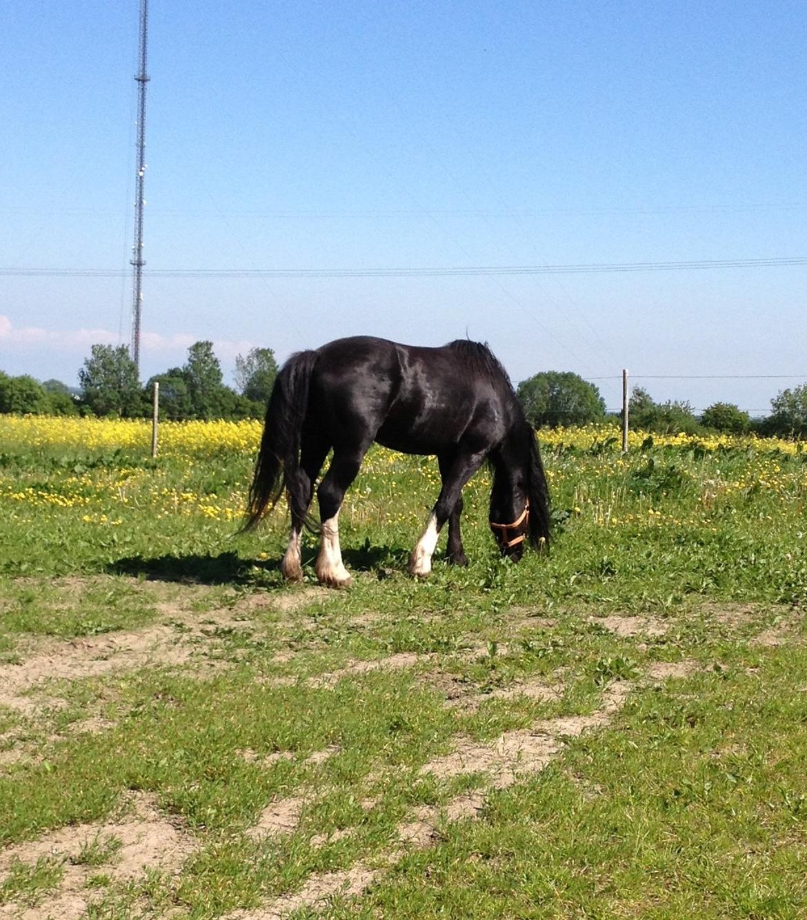Welsh Pony af Cob-type (sec C) LlANFIHANGEL HEDD-WYN.  R.I.P 2016 billede 8