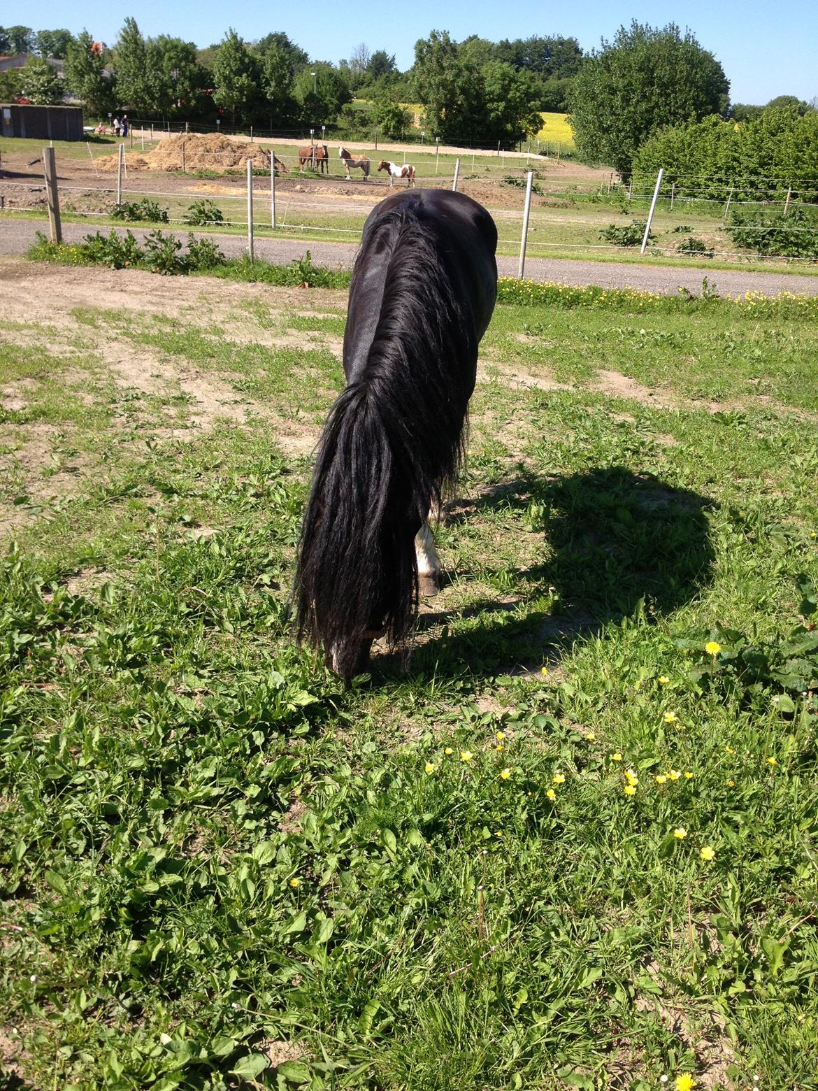 Welsh Pony af Cob-type (sec C) LlANFIHANGEL HEDD-WYN.  R.I.P 2016 billede 10