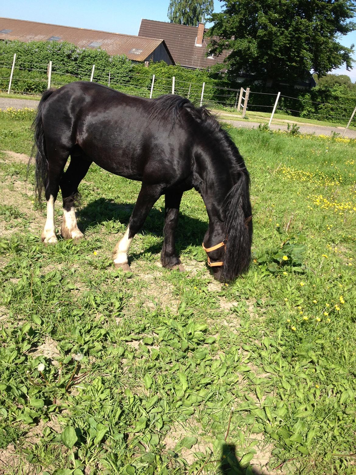 Welsh Pony af Cob-type (sec C) LlANFIHANGEL HEDD-WYN.  R.I.P 2016 billede 11