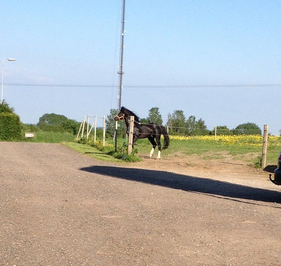 Welsh Pony af Cob-type (sec C) LlANFIHANGEL HEDD-WYN.  R.I.P 2016 billede 12