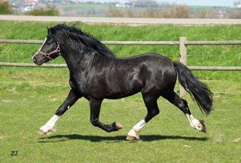 Welsh Pony af Cob-type (sec C) LlANFIHANGEL HEDD-WYN.  R.I.P 2016 billede 1
