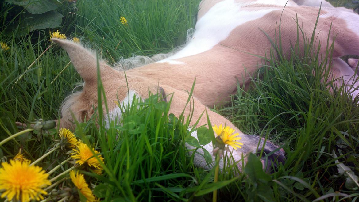 Anden særlig race Ironsmindes Knight Kiowa billede 4